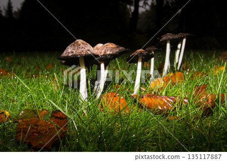 Mushrooms in the wet and rainy woods. Mushrooms in the wet and rainy woods. 135117887