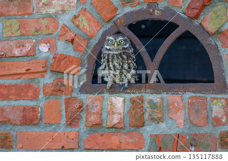 Little owl, looking at the camera Little owl, looking at the camera 135117888