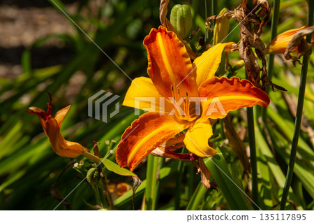 Orange colored Tiger lily flower Orange colored Tiger lily flower 135117895