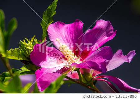 Pink colored hisbiscus flower in the garden Pink colored hisbiscus flower in the garden 135117896
