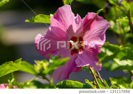 Pink colored hisbiscus flower in the garden 135117898