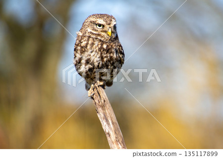 Little owl, looking at the camera 135117899