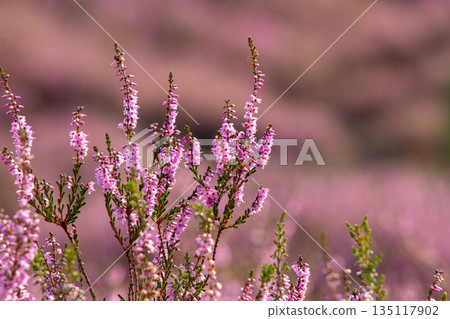 Close-up of the heather flowers. The coloring purple on the moors of the Posbank Close-up of the heather flowers. The coloring purple on the moors of the Posbank 135117902