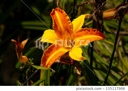 Orange colored Tiger lily flower Orange colored Tiger lily flower 135117906
