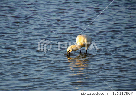 Spoonbill during sunset in the evening in the wetlands of the Betuwe near Elst. 135117907