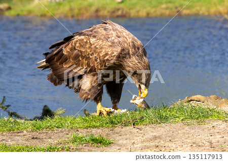 White tailed eagle eating its prey. White tailed eagle eating its prey. 135117913