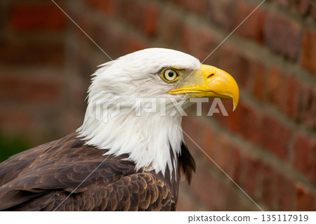 American bald eagle photo in side view American bald eagle photo in side view 135117919