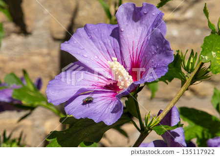 Dirty green fly drinking from the raindrops on a purple hibiscus flower. Dirty green fly drinking from the raindrops on a purple hibiscus flower. 135117922