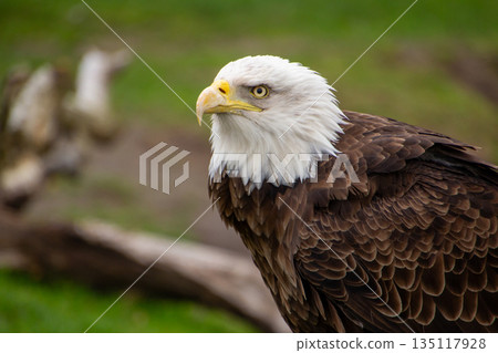 American bald eagle in profile view American bald eagle in profile view 135117928