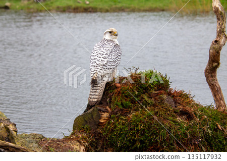 White gryfalcon resting and observing White gryfalcon resting and observing 135117932