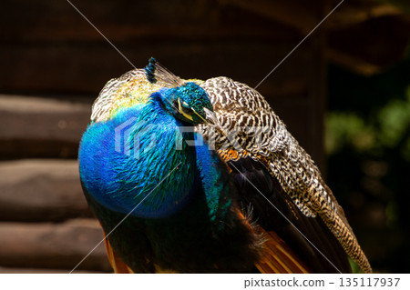 Colorful feathered peacock bird 135117937