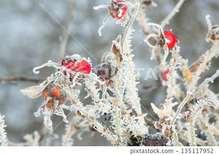 Ripe on the plants on a very cold frosty winter morning 135117952