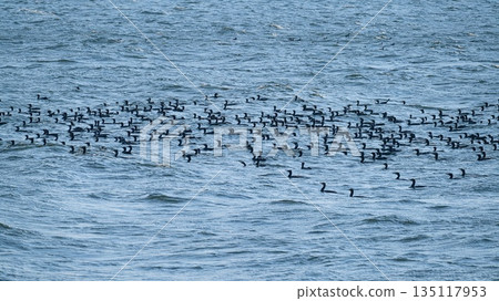 Great cormorant sea flock Great cormorant sea flock 135117953