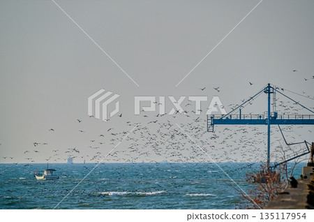 Great cormorant sea flock Great cormorant sea flock 135117954
