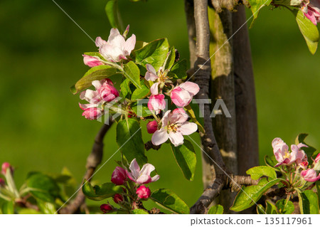 Close-up of blossom on a apple tree in an orchard in the Betuwe. The blossoms will be the fruits of the tree to harvest. Close-up of blossom on a apple tree in an orchard in the Betuwe. The blossoms will be the fruits of the tree to harvest. 135117961