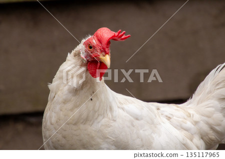 White leghorn hen in close-up 135117965