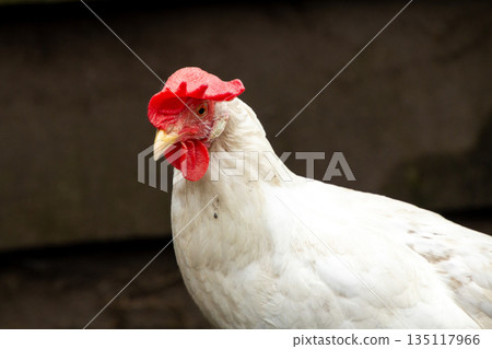 White leghorn hen in close-up 135117966