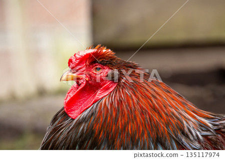 Barnevelder rooster looking at the camera Barnevelder rooster looking at the camera 135117974