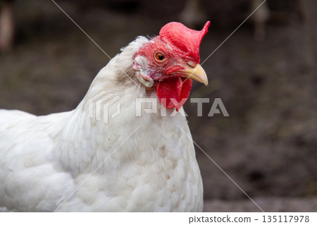 White leghorn hen 135117978