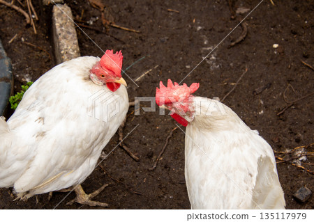 Two arguing white leghorn chickens having a political debate. 135117979