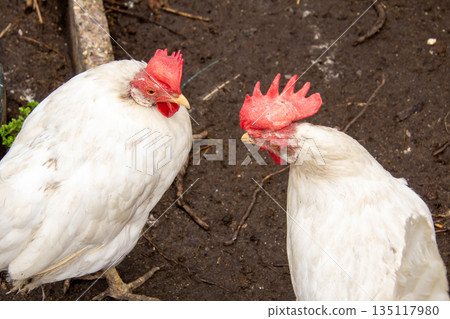 Two arguing white leghorn chickens having a political debate. 135117980