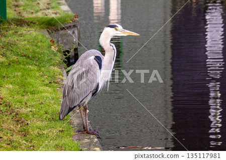 Heron stadning at the waterside 135117981