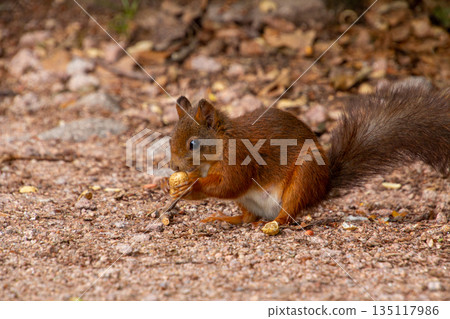 Eurasian red squirrel eating a nut in the Black Forest. Eurasian red squirrel eating a nut in the Black Forest. 135117986