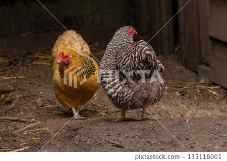 Two cuckoo chickens dancing around. 135118001