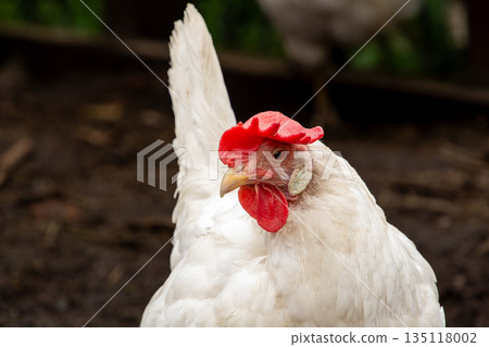 White leghorn hen in close-up 135118002