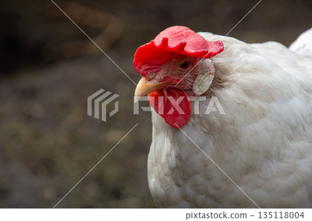 White leghorn hen in close-up White leghorn hen in close-up 135118004