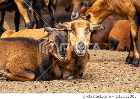 Mouflon mother with her male son in close-up. 135118005