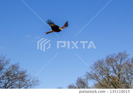Red kite flying high above in the sky. 135118015