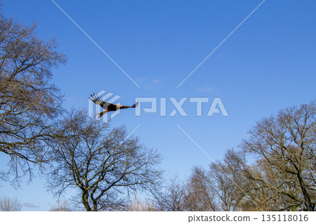 Red kite flying high above in the sky. 135118016