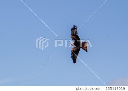 Red kite flying high above in the sky. 135118019