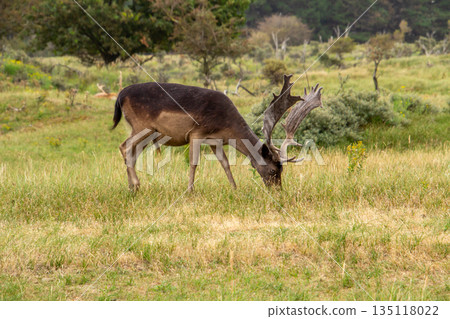 Male fallow deer enjoying his meal in the morning, satisfying his apetite. Male fallow deer enjoying his meal in the morning, satisfying his apetite. 135118022