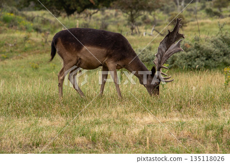 Male fallow deer enjoying his meal in the morning in the dunes of Kennemerland, the Netherlands 135118026