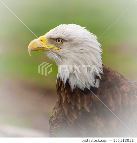 American bald eagle profile view 135118031