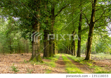 Forest lane during the golden hour on the Veluwe. Forest lane during the golden hour on the Veluwe. 135118033