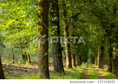 Forest lane during the golden hour on the Veluwe. Forest lane during the golden hour on the Veluwe. 135118035
