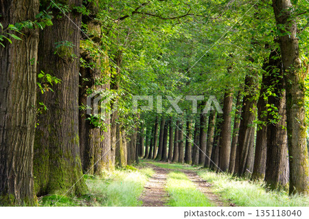 Forest lane during the golden hour on the Veluwe. Forest lane during the golden hour on the Veluwe. 135118040