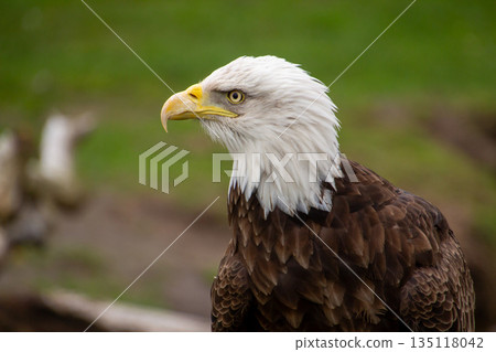 American bald eagle in profile view American bald eagle in profile view 135118042