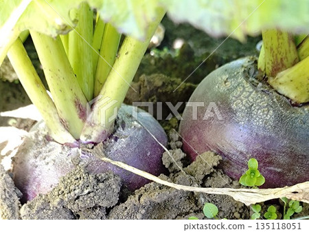 Large, naturally grown Otaki turnips Large, naturally grown Otaki turnips 135118051