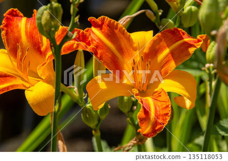 Orange colored Tiger lily flower Orange colored Tiger lily flower 135118053