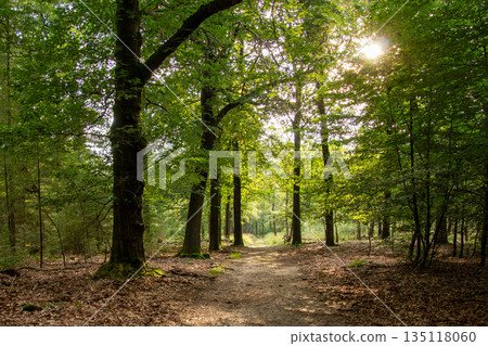 Forest lane during the golden hour on the Veluwe. Forest lane during the golden hour on the Veluwe. 135118060