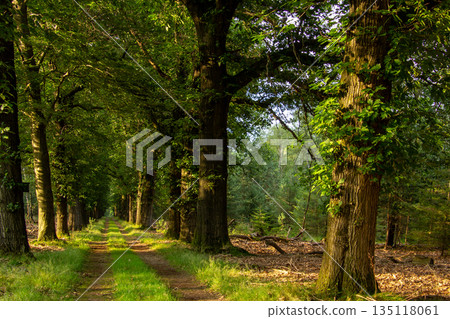 Forest lane during the golden hour on the Veluwe. Forest lane during the golden hour on the Veluwe. 135118061