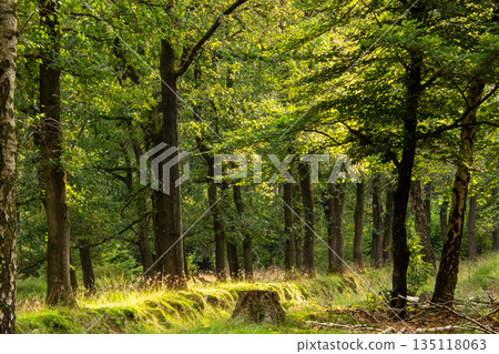Forest lane during the golden hour on the Veluwe. Forest lane during the golden hour on the Veluwe. 135118063