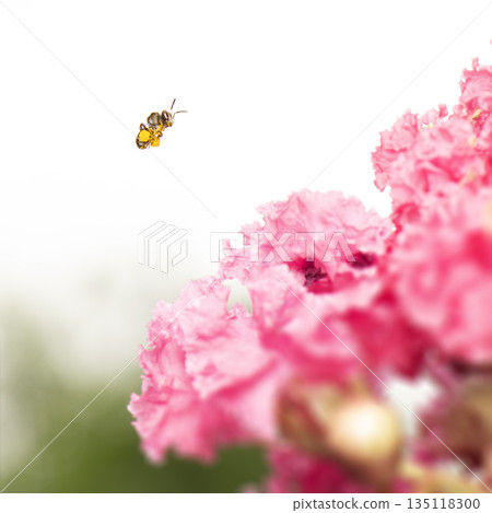 Charcoal Stingless Bee 135118300