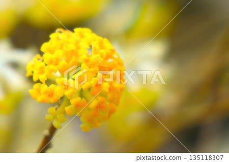 一朵三椋花 135118307
