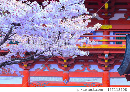 染井吉野櫻花在神社內盛開 染井吉野櫻花在神社內盛開 135118308