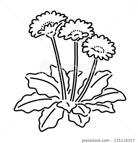 手繪簡易非洲菊插圖(線條畫) 手繪簡易非洲菊插圖(線條畫) 135118357